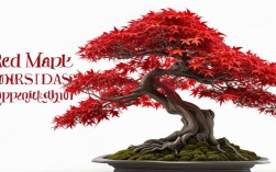 红枫盆栽图片欣赏，红枫盆栽图片欣赏大全