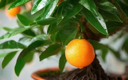 春节盆栽柑橘培植，春节盆栽柑橘培植方法