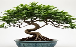 榕树枝条盆栽，榕树枝条盆栽怎么养