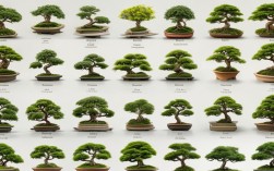 盆栽植物造型方法图片，盆栽植物造型方法图片大全