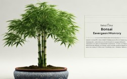 盆栽竹子图片 名称，盆栽竹子图片 名称及寓意