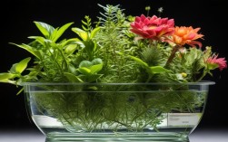 水培花卉植物盆栽，水培花卉植物盆栽图片