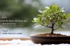 佛珠植物冬天怎么养殖，佛珠植物冬天怎么养殖的