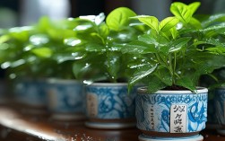 盆栽滴水观音几柱，滴水观音 盆栽