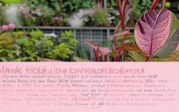 粉红豹苦苣苔的养殖方法，粉红豹是什么品种