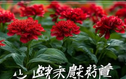 翠锦口红花怎么养？简单易学的养殖方法分享