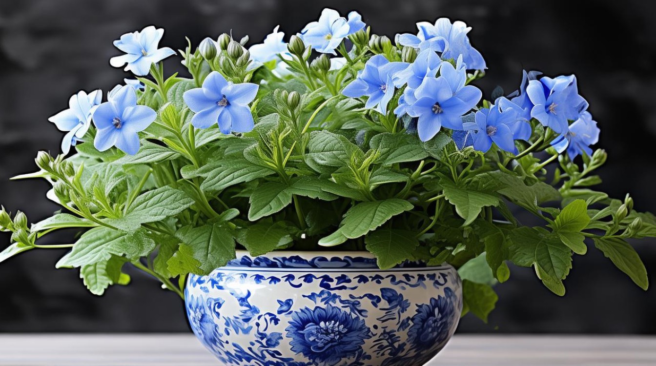 鲁冰花适合盆栽吗？盆栽鲁冰花养护技巧分享-图3