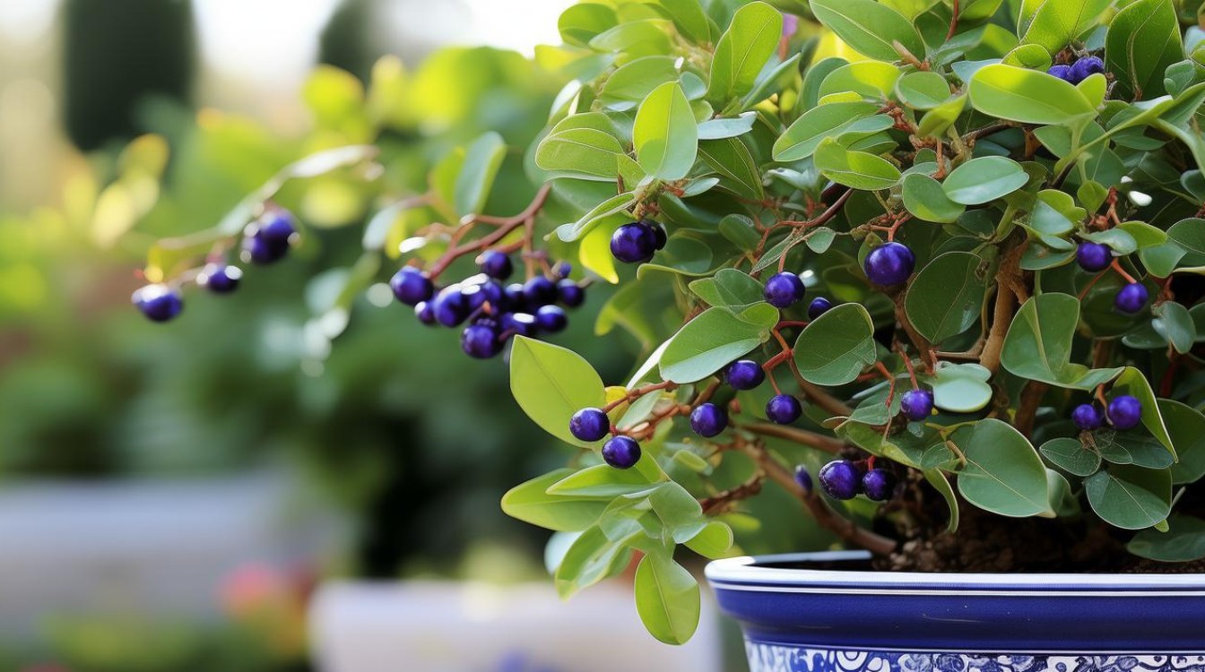 如何种植和养护卫矛盆栽？-图4