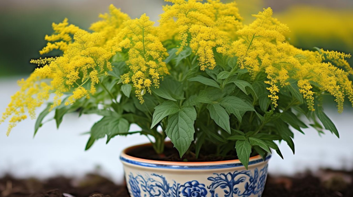 如何种植和养护金钟花盆栽？-图2