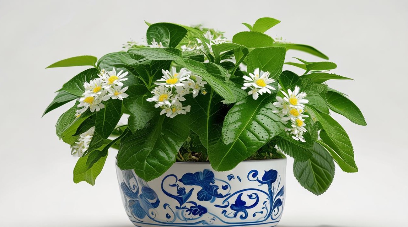 盆栽金银花有哪些常见品种？-图1