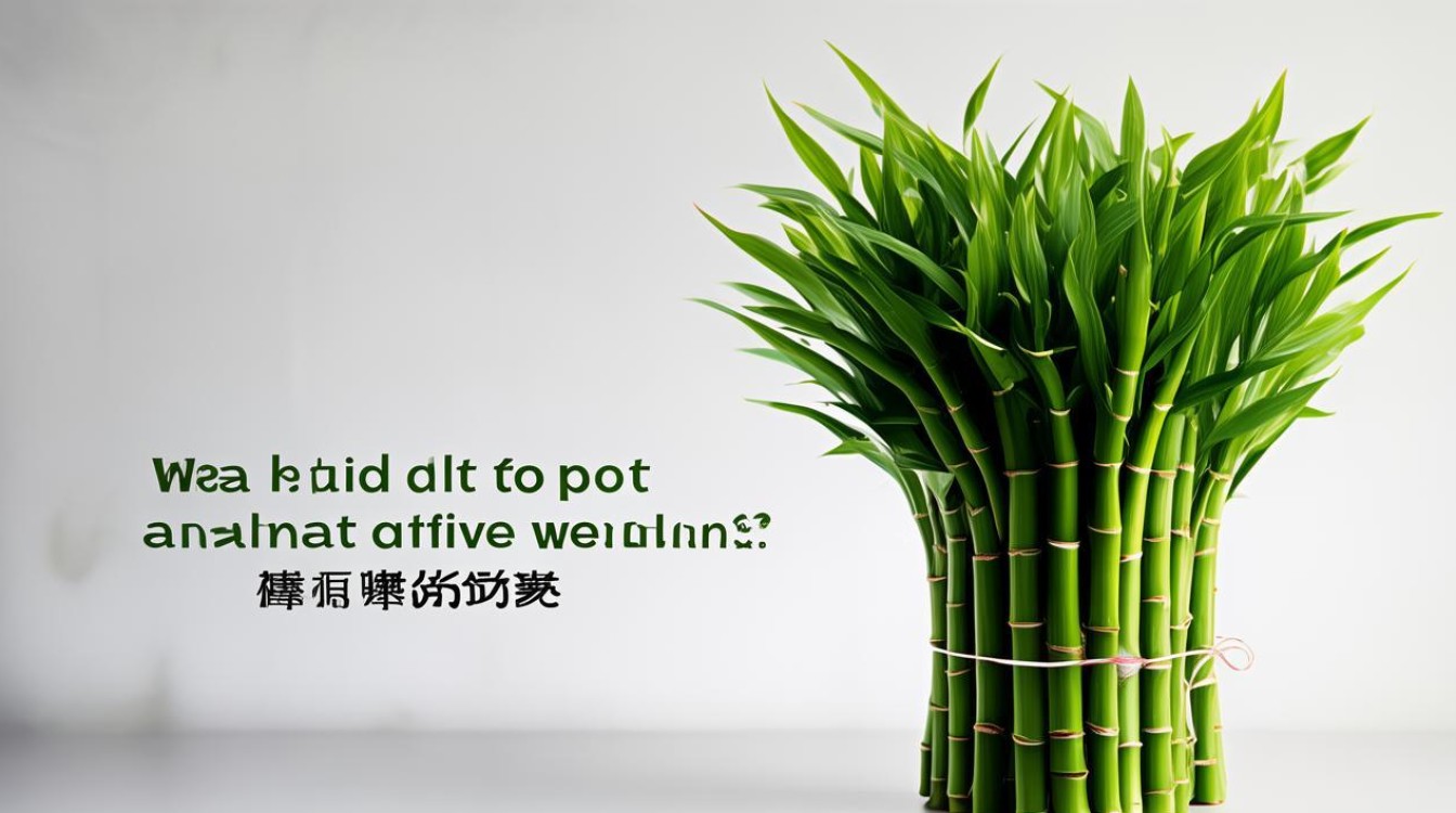 新人结婚送什么盆栽花既体面又吉祥？-图2