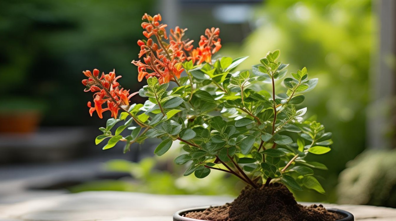 盆栽炮仗花秋天怎么施肥？秋季施肥技巧分享-图3