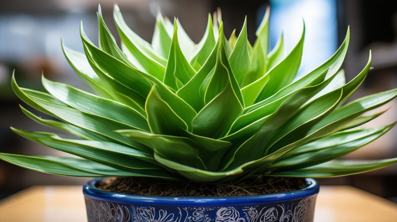 如何种植和养护叶子尖硬的盆栽植物？-图3
