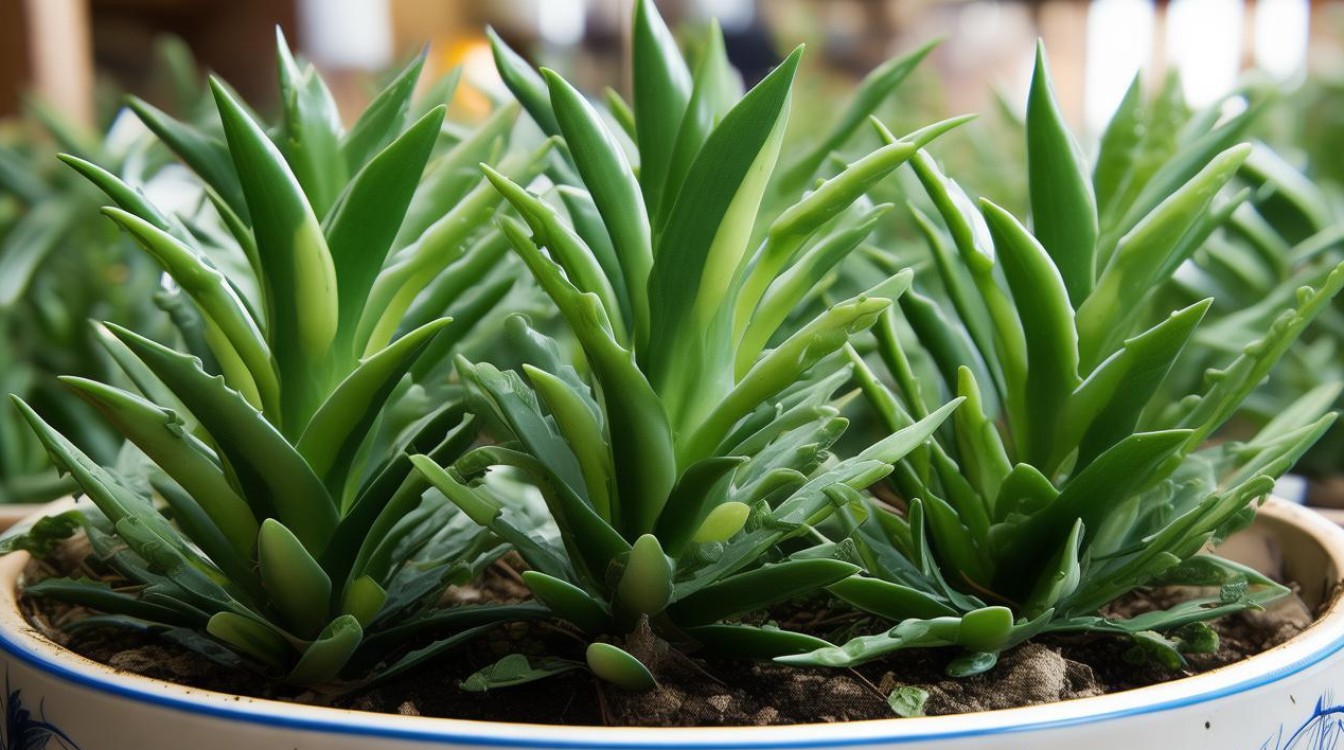 如何种植和养护叶子尖硬的盆栽植物？-图4