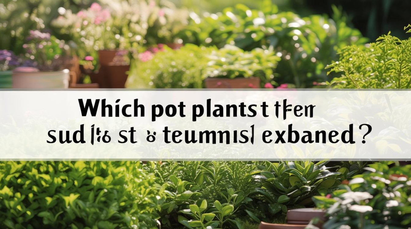 哪些盆栽植物最适合阳光暴晒？-图2