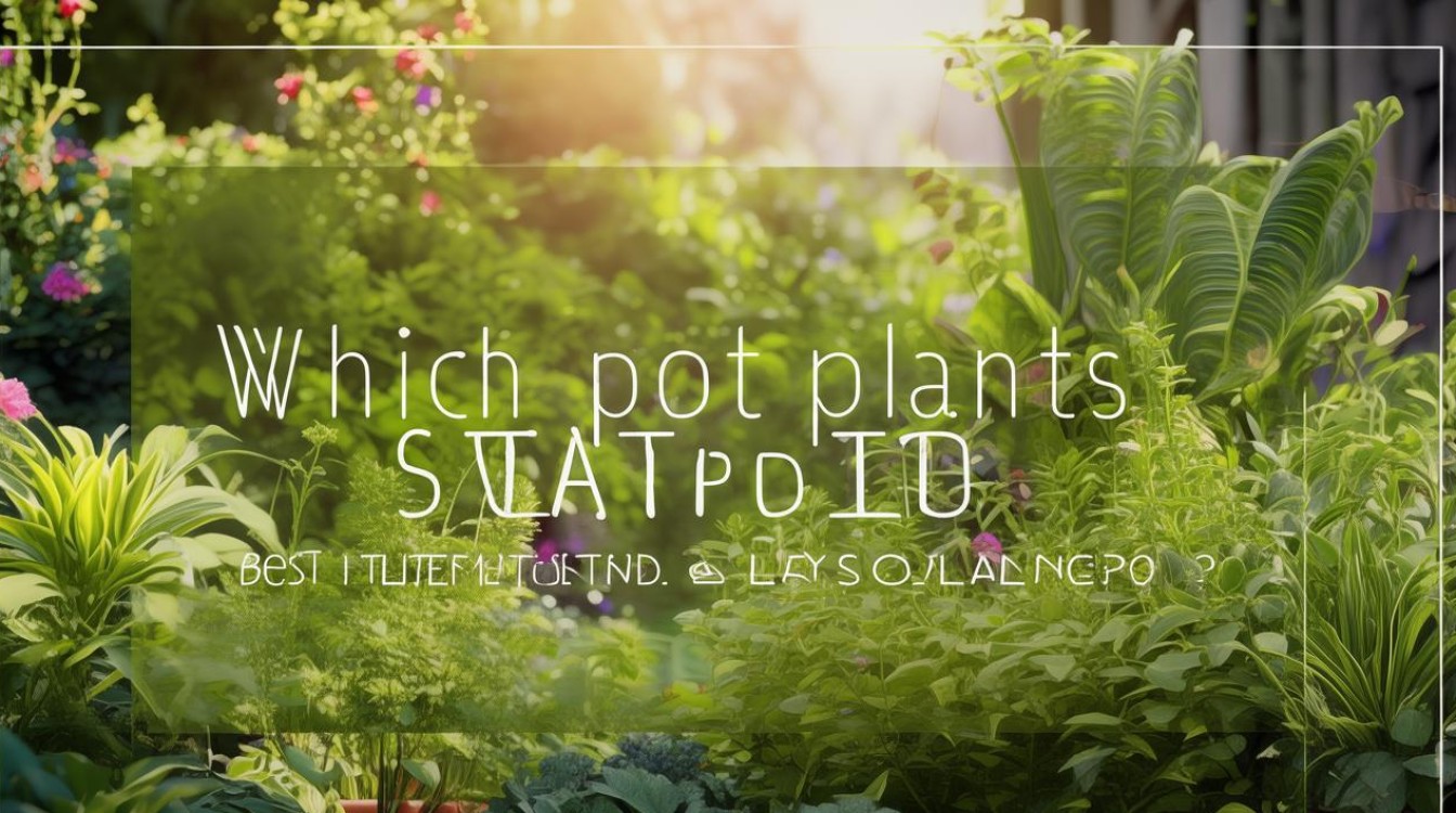 哪些盆栽植物最适合阳光暴晒？-图3
