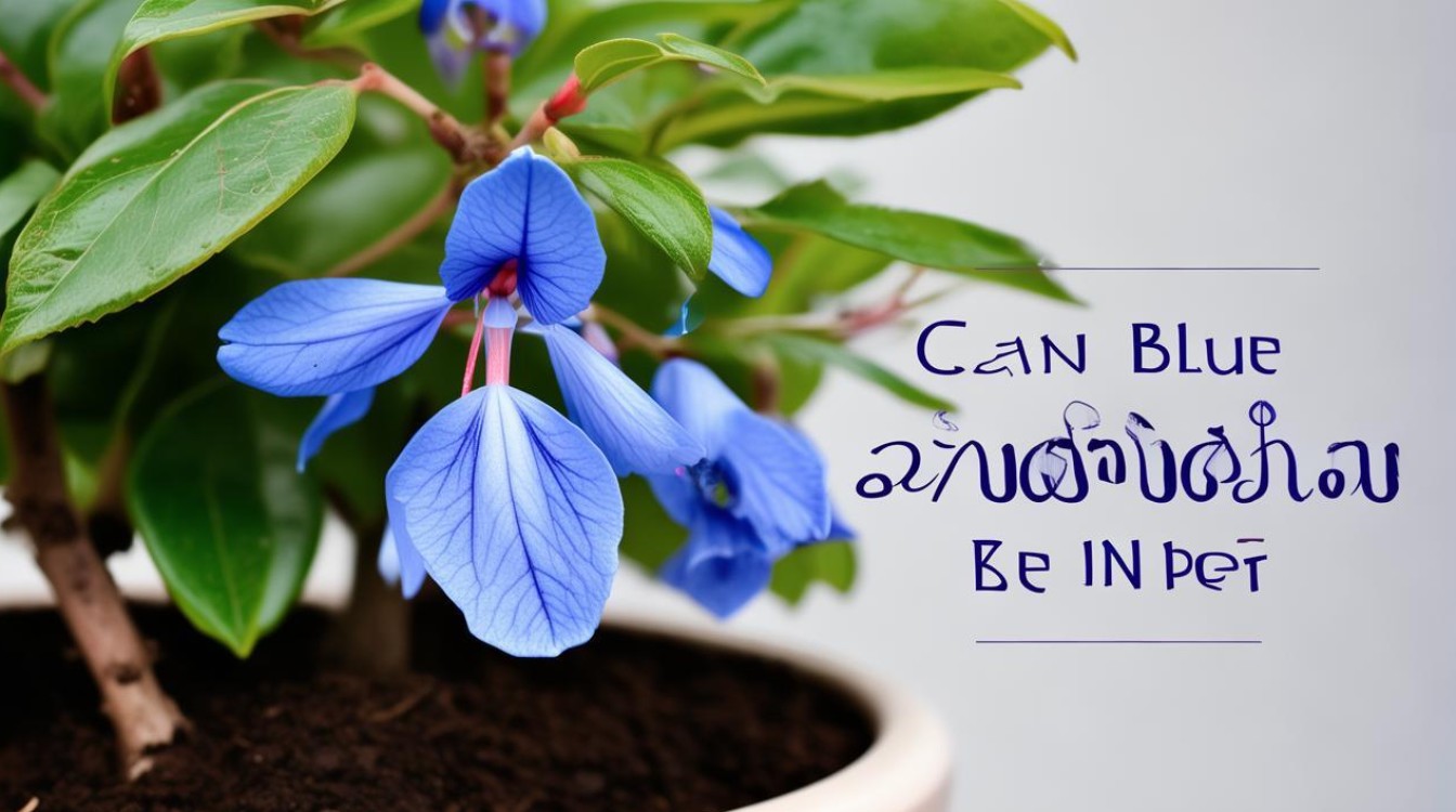 蓝花楹适合盆栽养殖吗？盆栽养护技巧分享-图2