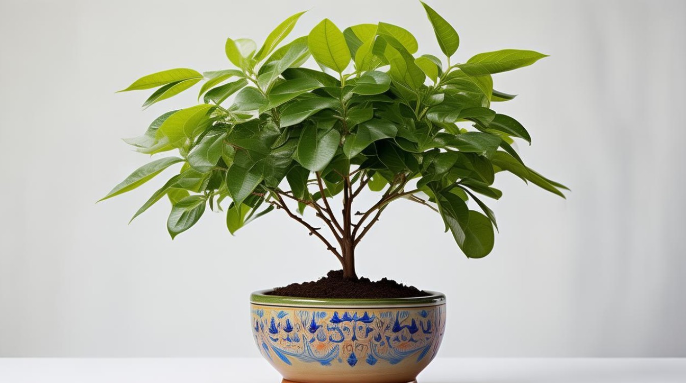 如何种植和养护桑叶树盆栽？-图1