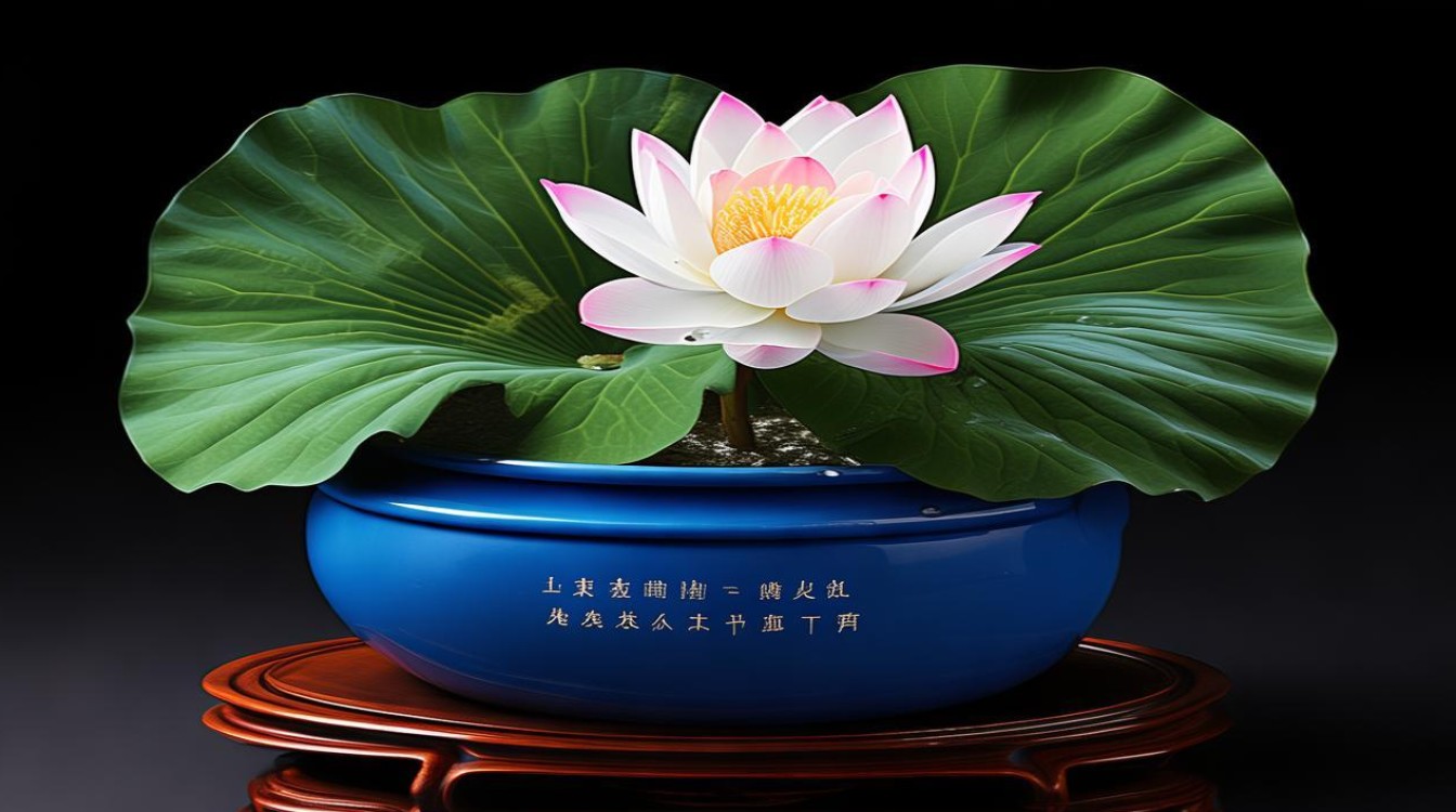 如何养护莲盆栽？简单实用的莲花种植技巧-图1