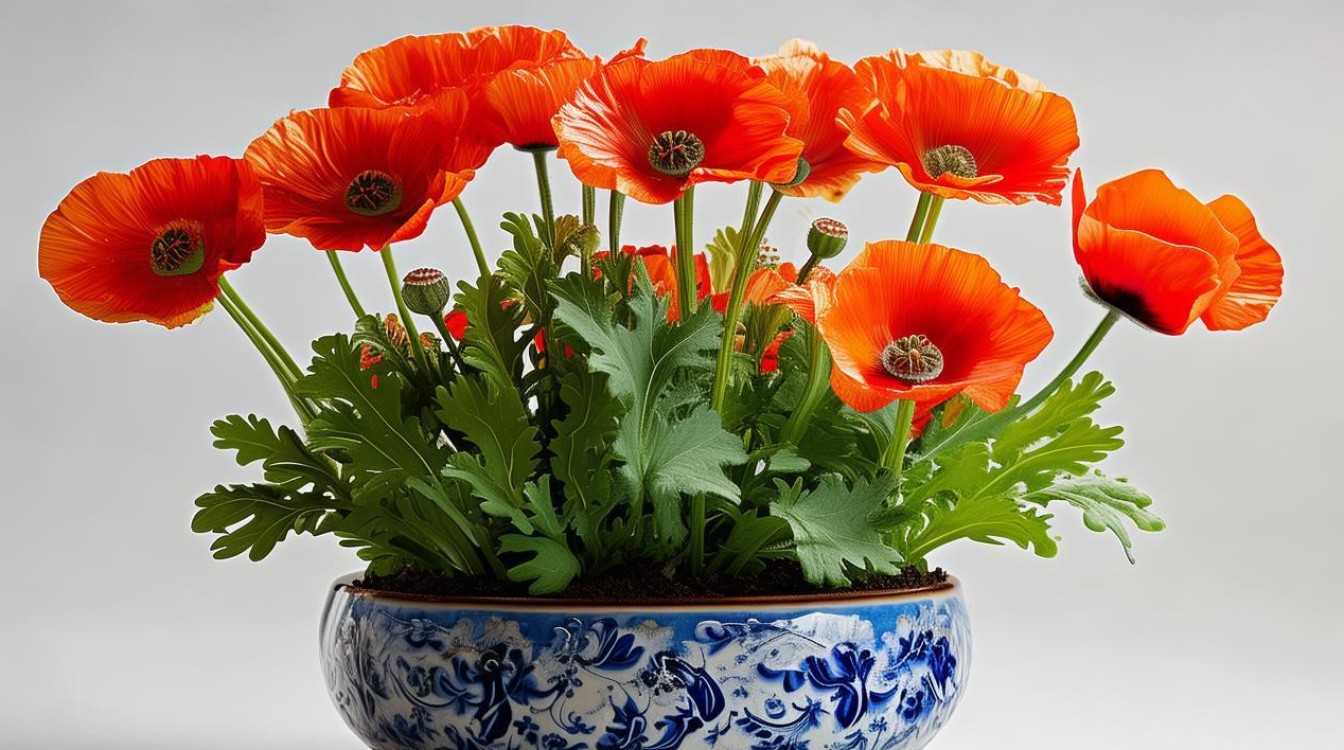 草芙蓉花适合用多大的盆栽？-图2