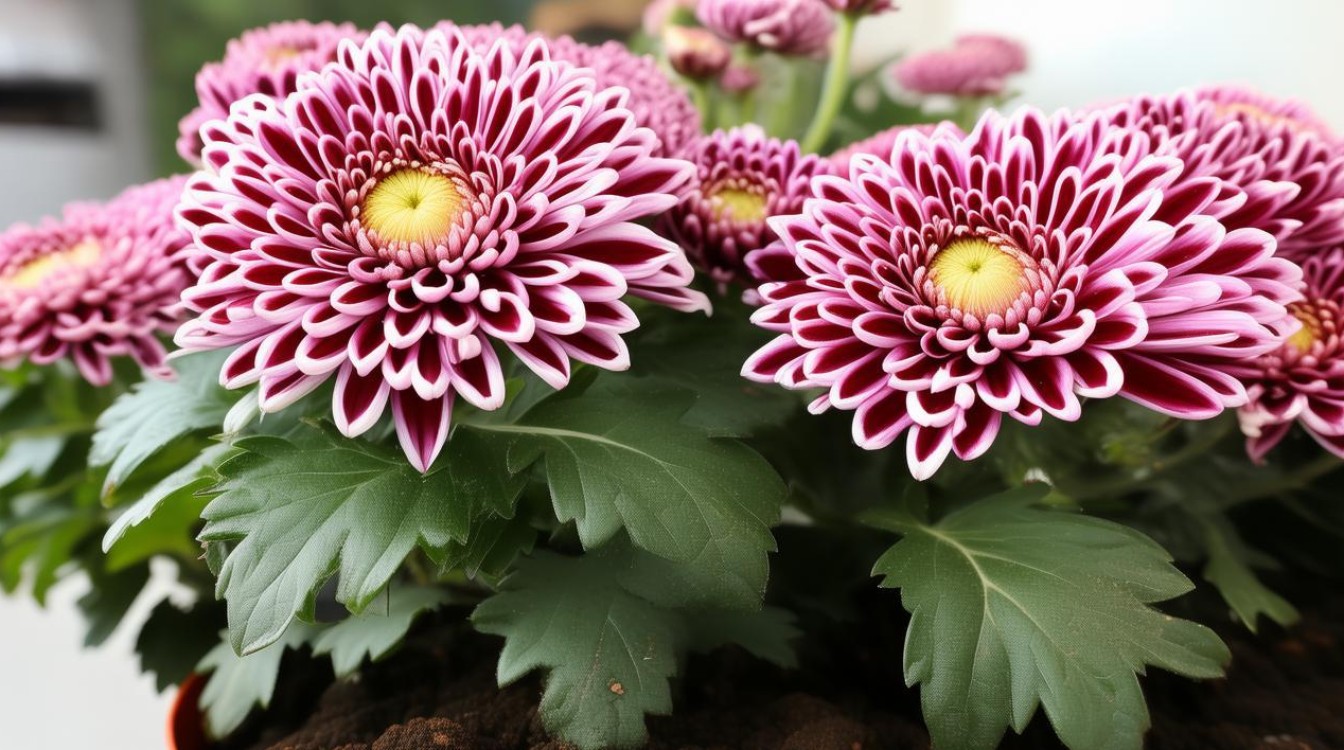 如何种植和养护盆栽矮型菊花？-图1