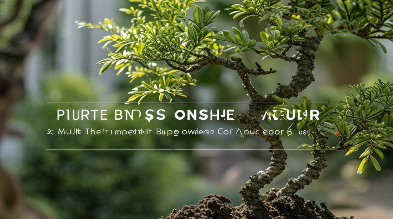 如何正确种植盆栽月桂？简单技巧分享！-图1