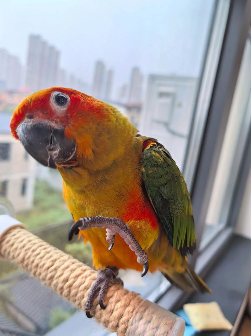 武汉申通快递汉阳鹦鹉网点怎么了？